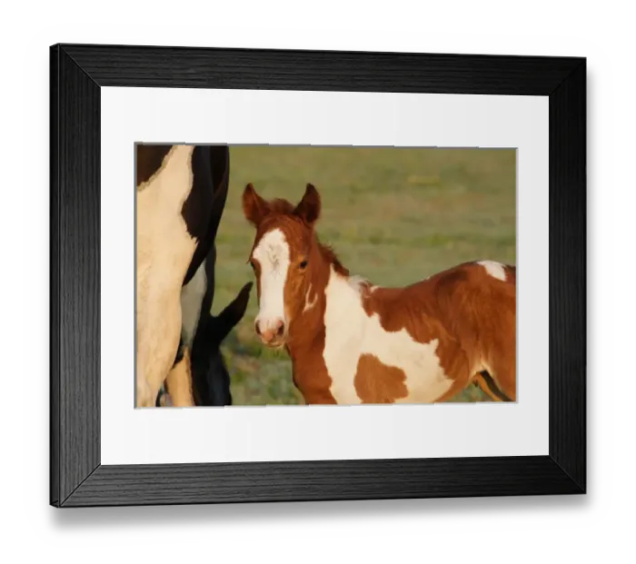 Framed Print : USA, Florida, Newborn Paint filly