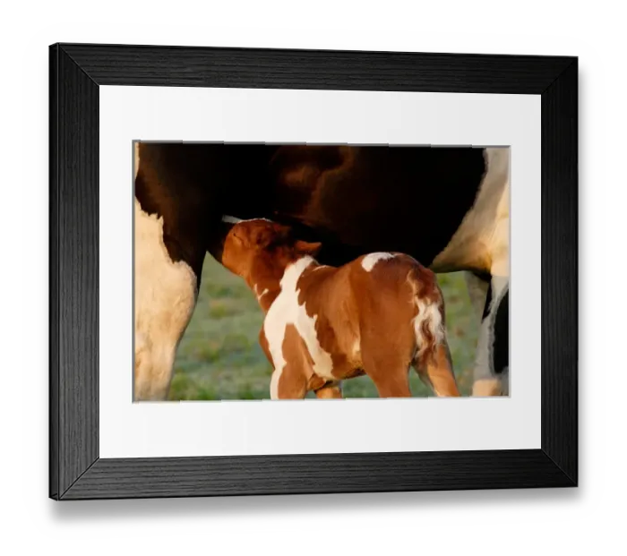Framed Print : USA, Florida, Newborn Paint filly nursing Framed Print : USA, Florida, Newborn Paint filly nursing
