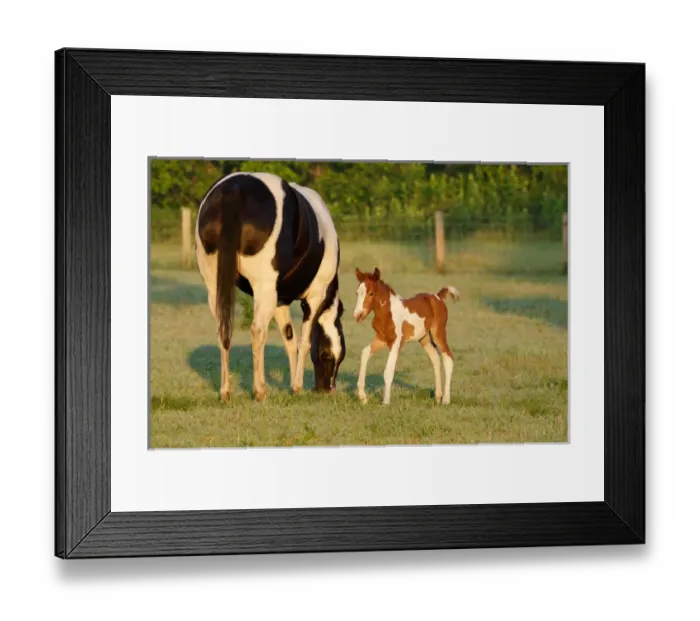 Framed Print : USA, Florida, Newborn Paint filly