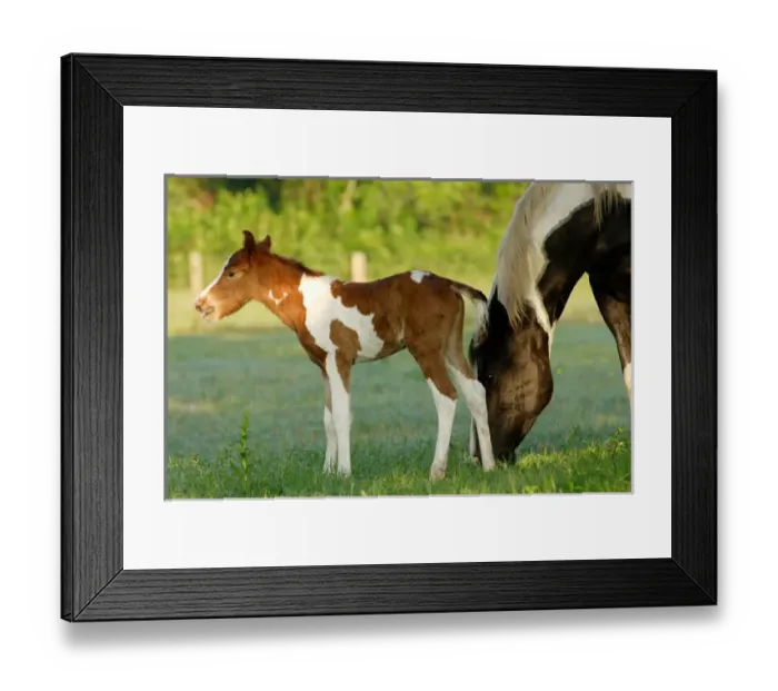 Framed Print : USA, Florida, Newborn Paint filly Framed Print : USA, Florida, Newborn Paint filly