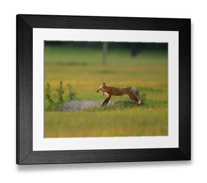 Framed Print : USA, Florida, Bushnell, Rural farmlands, Red fox yawning at den, Vulpes vulpes