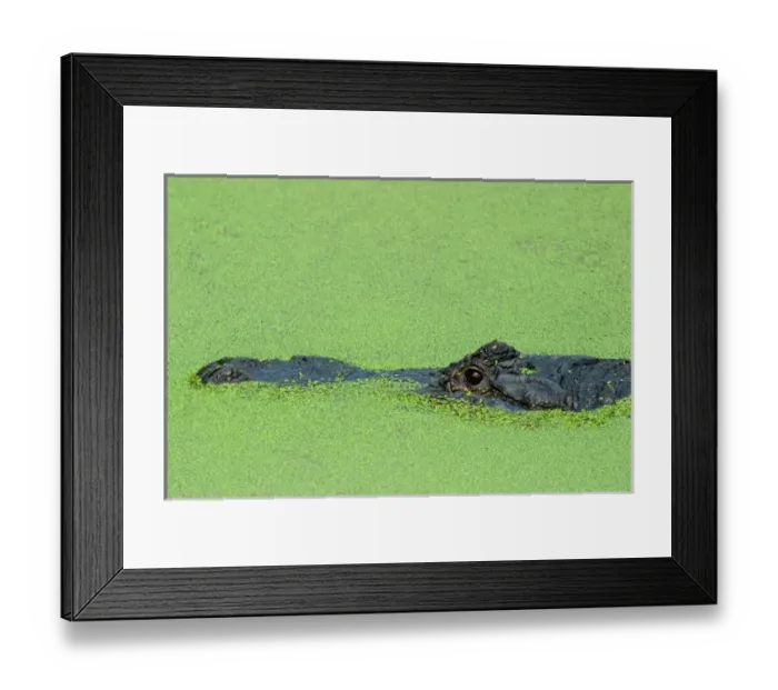 Framed Print : USA, Florida, Jacksonville zoo, American alligator in duck weed, Alligator mississippiensis Framed Print : USA, Florida, Jacksonville zoo, American alligator in duck weed, Alligator mississippiensis