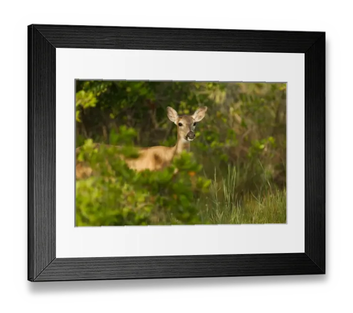 Framed Print : USA, Florida, Key Deer NWR, Big Pine Key, Radio collared Key Deer Doe, Odocoileus Framed Print : USA, Florida, Key Deer NWR, Big Pine Key, Radio collared Key Deer Doe, Odocoileus
