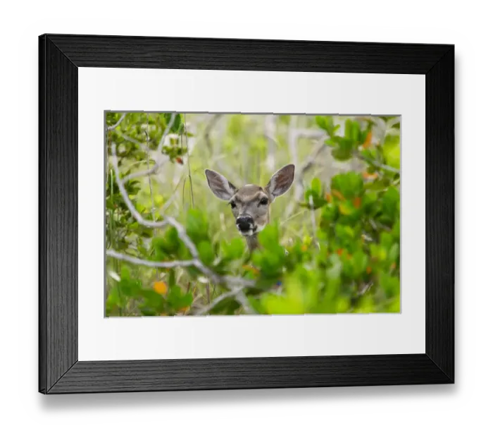Framed Print : USA, Florida, Key Deer NWR, Big Pine Key, Radio collared Key Deer Doe, Odocoileus Framed Print : USA, Florida, Key Deer NWR, Big Pine Key, Radio collared Key Deer Doe, Odocoileus