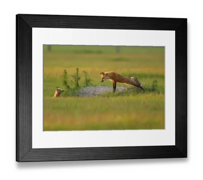 Framed Print : USA, Florida, Bushnell, Rural farmlands, Red fox yawning at den, Vulpes vulpes