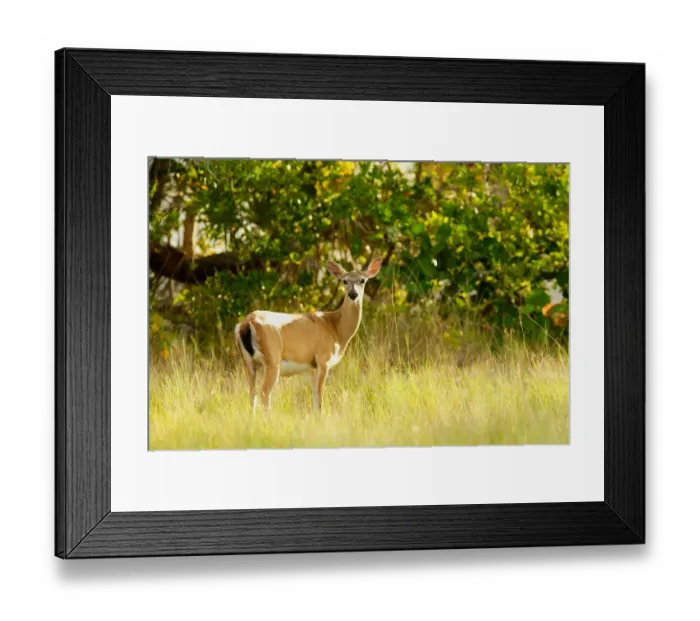 Framed Print : USA, Florida, Key Deer NWR, Big Pine Key, Key Deer, Odocoileus virginianus Framed Print : USA, Florida, Key Deer NWR, Big Pine Key, Key Deer, Odocoileus virginianus