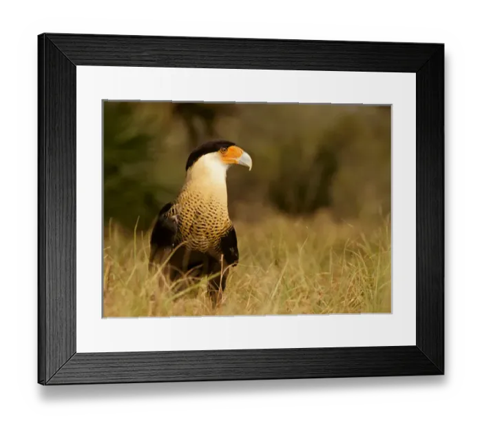 Framed Print : USA, Florida, Crested Caracara, Polyborus plancus, Controlled situation Framed Print : USA, Florida, Crested Caracara, Polyborus plancus, Controlled situation