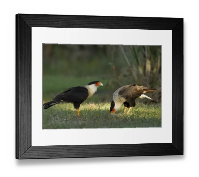 Framed Print : Crested Caracara with juvenile, scavenging, Caracara cheriway, Kissimmee Prairie Framed Print : Crested Caracara with juvenile, scavenging, Caracara cheriway, Kissimmee Prairie