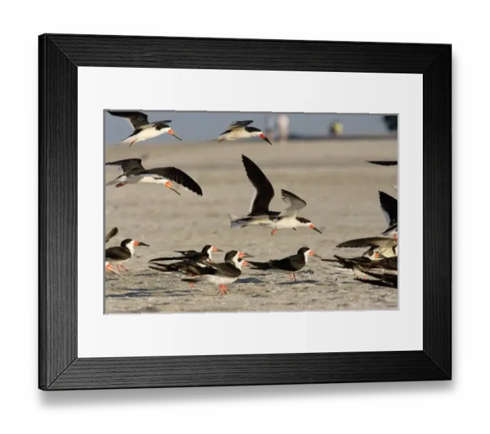 Framed Print : USA, Florida, Sarasota, South Lido Beach, Black skimmers on the beach, Rynchops niger