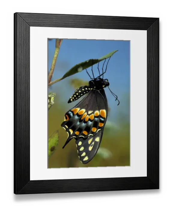 Framed Print : Black Swallowtail from chrysalis, Papiliopolyrenes asterius, Myakka River State Park, FL Framed Print : Black Swallowtail from chrysalis, Papiliopolyrenes asterius, Myakka River State Park, FL
