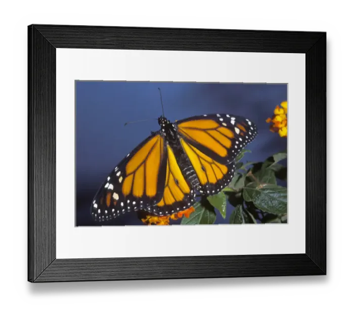 Framed Print : Monarch on lantana, Danaus plexippus, controlled, Florida