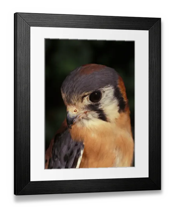 Framed Print : USA, Florida, Male American Kestrel, Falco sparverius, controlled situation Framed Print : USA, Florida, Male American Kestrel, Falco sparverius, controlled situation