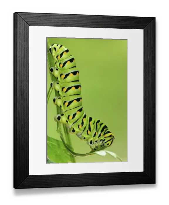 Framed Print : Eastern Black Swallowtail caterpillar on parsley, Papilio polyxenes Central Florida Framed Print : Eastern Black Swallowtail caterpillar on parsley, Papilio polyxenes Central Florida