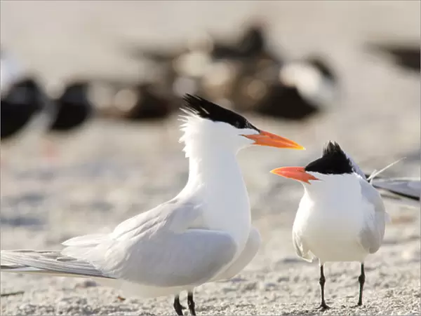 USA, Florida, South Lido Beach, Royal Tern courtship behavior, Sterna maxima