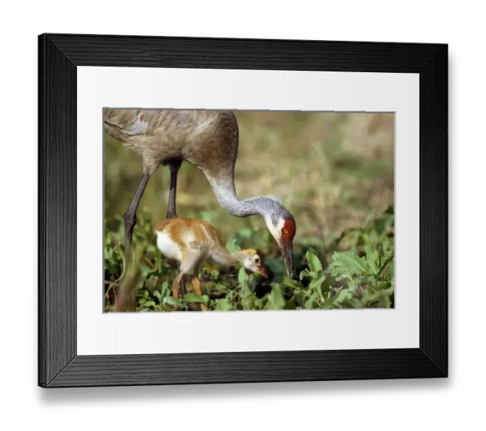 Framed Print : Sandhill crane with days old chick. Grus canadensis, Myakka River State Park, FL (wild) Framed Print : Sandhill crane with days old chick. Grus canadensis, Myakka River State Park, FL (wild)