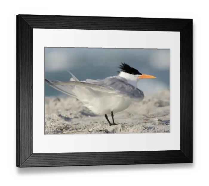 Framed Print : USA, Florida, South Lido Beach, Royal Tern shaking wings, Sterna maxima Framed Print : USA, Florida, South Lido Beach, Royal Tern shaking wings, Sterna maxima