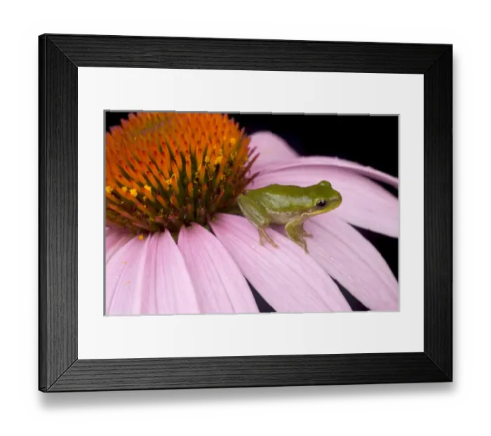 Framed Print : Squirrel treefrog on echinacea flower, Hyla squirella, Central Florida backyard