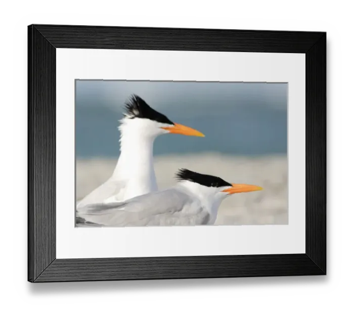 Framed Print : USA, Florida, South Lido Beach, Pair of Royal Terns, Sterna maxima