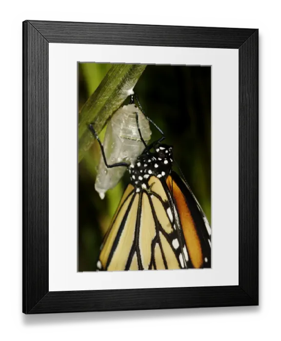 Framed Print : Queen butterfly just emerged from chrysalis, Danaus gilippus, Central Florida garden Framed Print : Queen butterfly just emerged from chrysalis, Danaus gilippus, Central Florida garden