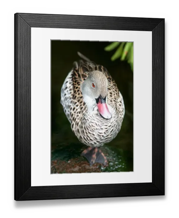Framed Print : USA, Florida, Jacksonville zoo, Cape teal roosting on one leg, Anas capensis Framed Print : USA, Florida, Jacksonville zoo, Cape teal roosting on one leg, Anas capensis
