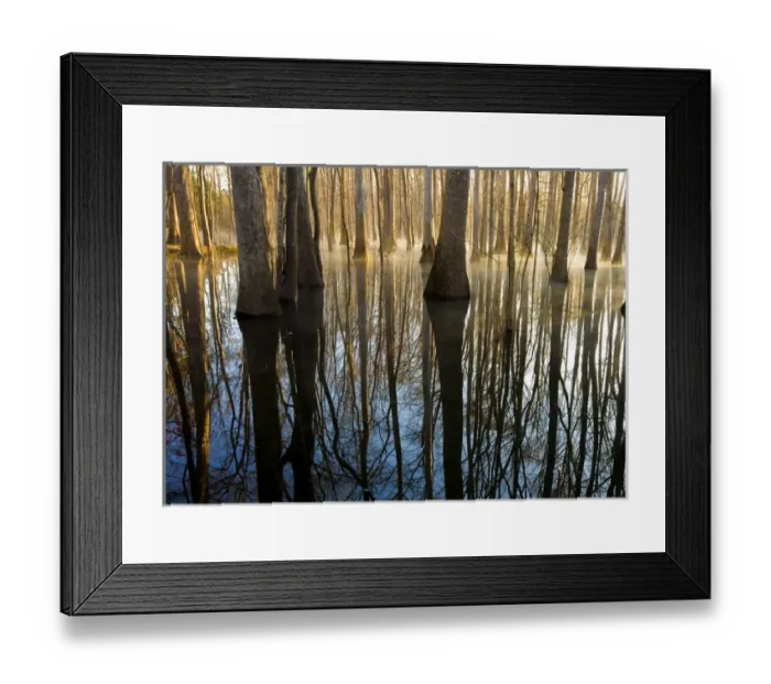 Framed Print : Reflections, cool morning mist, inside a floodplain forest, Florida Caverns State Park Framed Print : Reflections, cool morning mist, inside a floodplain forest, Florida Caverns State Park
