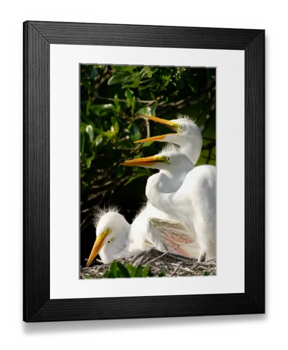 Framed Print : USA, Florida, St. Augustine, Alligator farm rookery, Great Egret juveniles inside nest of oak tree Framed Print : USA, Florida, St. Augustine, Alligator farm rookery, Great Egret juveniles inside nest of oak tree