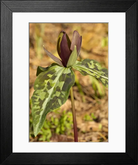 Framed Print : Wake Robin Trillium, Trillum maculatum, Florida Caverns State Park, Marianna, FL