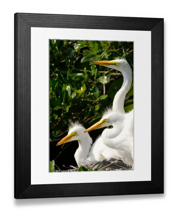 Framed Print : USA, Florida, St. Augustine, Alligator farm rookery, Great Egret juveniles inside nest of oak tree Framed Print : USA, Florida, St. Augustine, Alligator farm rookery, Great Egret juveniles inside nest of oak tree