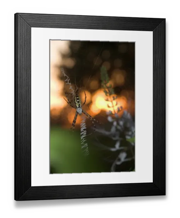 Framed Print : USA, Florida, Female black and yellow argiope in web at sunset, Argiope aurantia Framed Print : USA, Florida, Female black and yellow argiope in web at sunset, Argiope aurantia