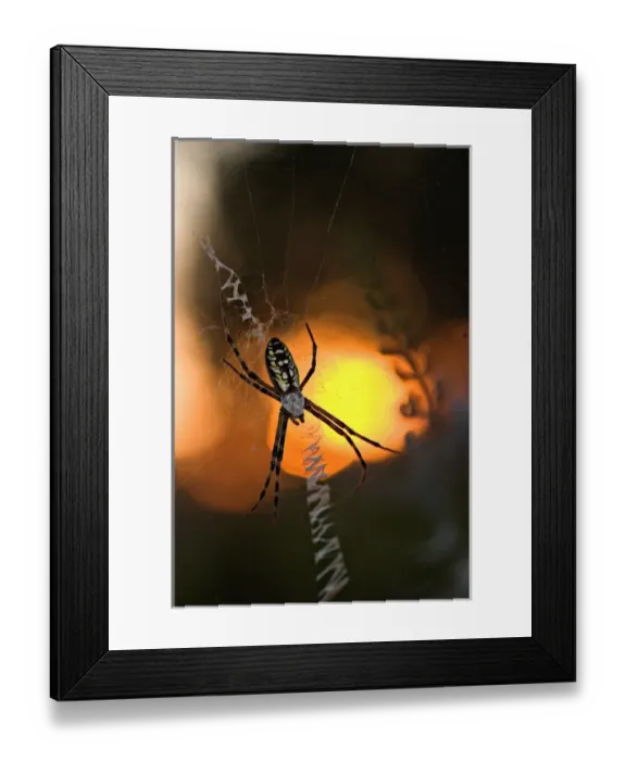 Framed Print : USA, Florida, Female black and yellow argiope in web at sunset, Argiope aurantia
