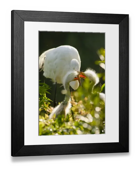 Framed Print : USA, Florida, St. Augustine, Alligator farm rookery, Great egret feeding chicks Framed Print : USA, Florida, St. Augustine, Alligator farm rookery, Great egret feeding chicks