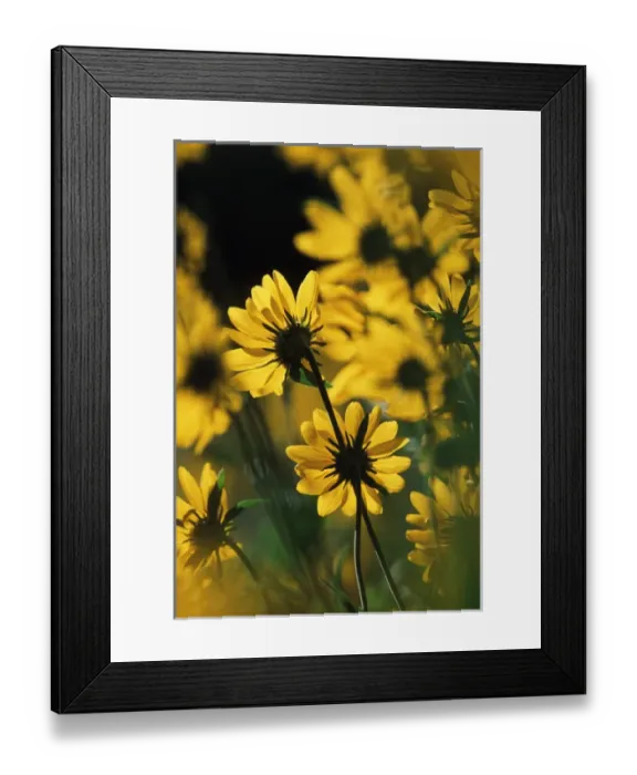 Framed Print : USA, Wyoming, Sierra Madre Medicine Bow National Forest, Yellow sunflowers (Helianthella Framed Print : USA, Wyoming, Sierra Madre Medicine Bow National Forest, Yellow sunflowers (Helianthella