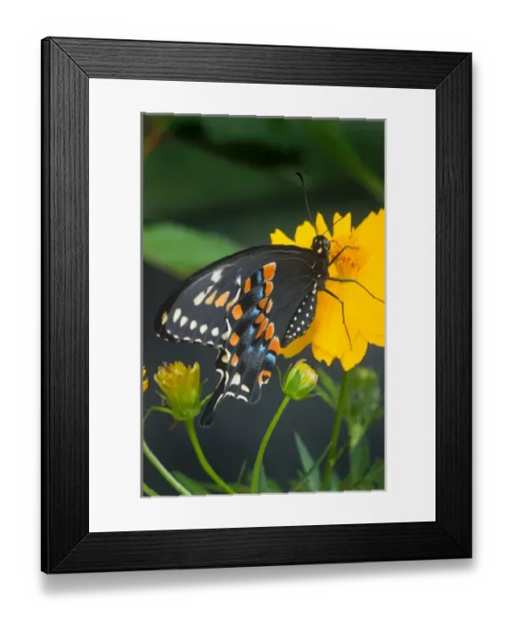 Framed Print : USA, Florida, Male Black swallowtail on yellow cosmos, Papilio polyxenes