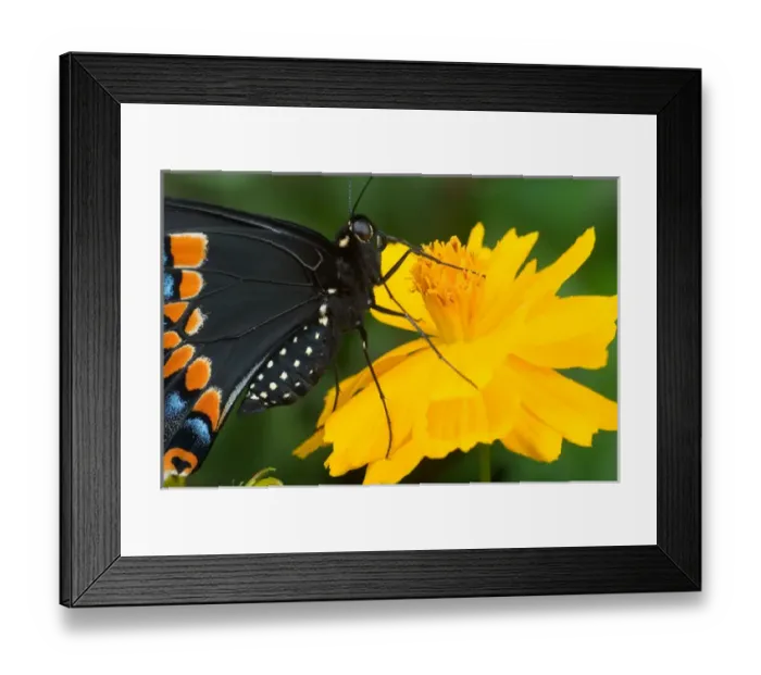 Framed Print : USA, Florida, Male Black swallowtail on yellow cosmos, Papilio polyxenes Framed Print : USA, Florida, Male Black swallowtail on yellow cosmos, Papilio polyxenes