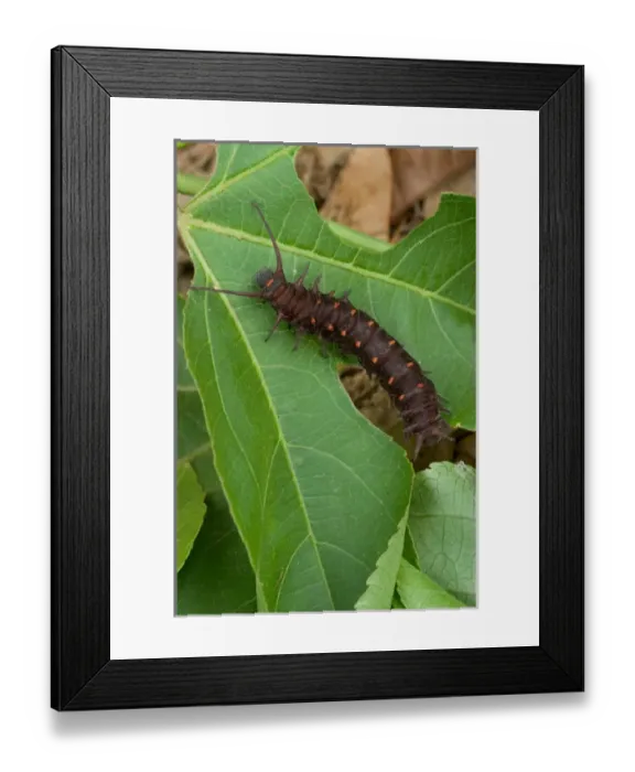 Framed Print : USA, Florida, Pipevine swallowtail caterpillar, Battus philenor Framed Print : USA, Florida, Pipevine swallowtail caterpillar, Battus philenor