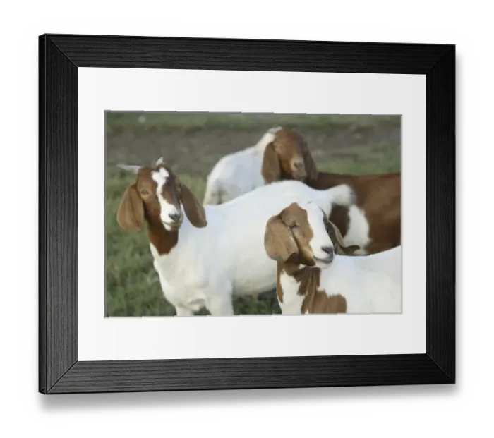 Framed Print : Boer goat does (not purebreds) Bushnell, FL Framed Print : Boer goat does (not purebreds) Bushnell, FL