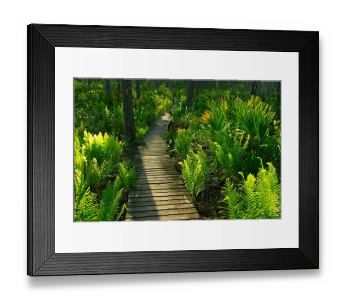 Framed Print : USA, Florida, Ocala National Forest, Trail boardwalk, Alexander Springs to Clearwater