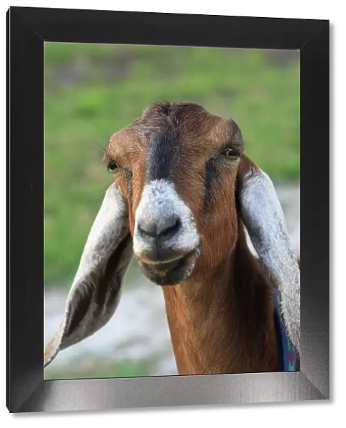 Nubian goat (doe) Bushnell, FL