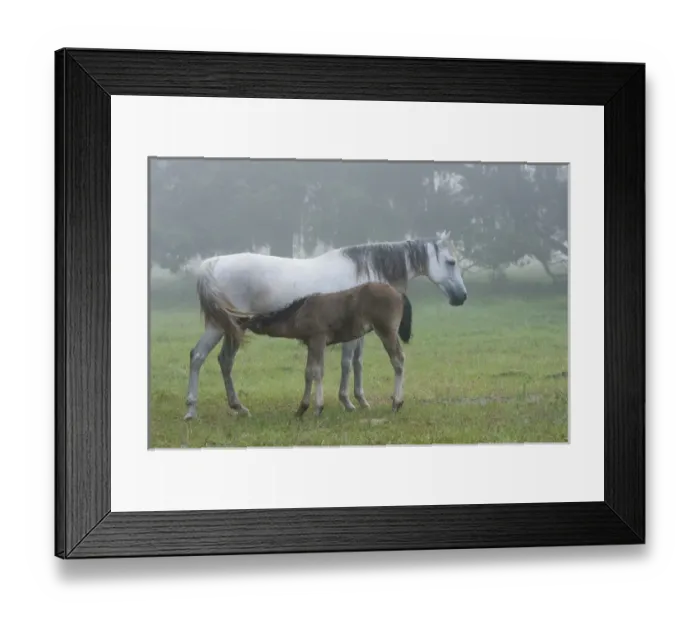 Framed Print : Florida Cracker colt nursing off mare on a foggy morning Equus caballus