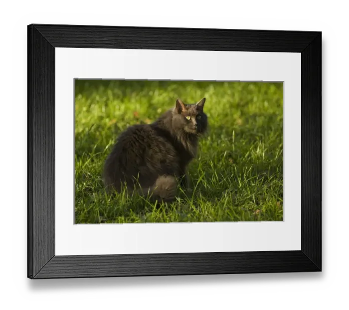 Framed Print : Long-haired cat sitting in the grass Florida backyard