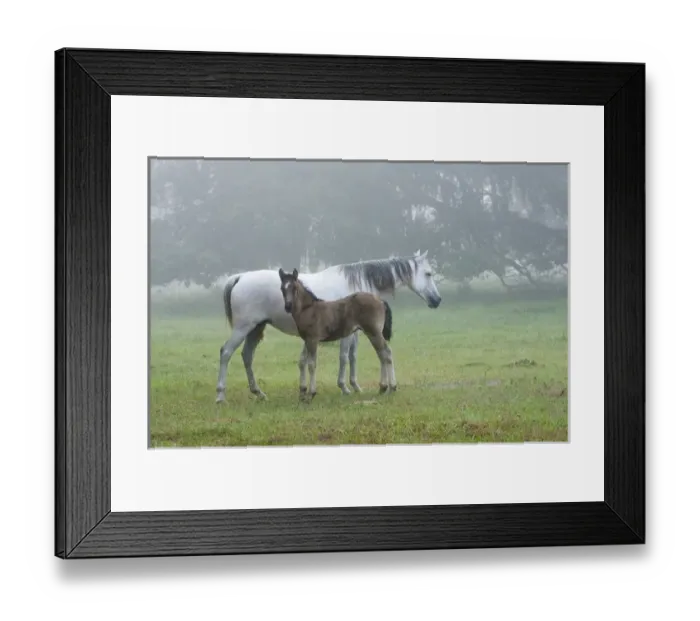 Framed Print : Florida Cracker mare and colt on a foggy morning Equus caballus Bushnell, FL