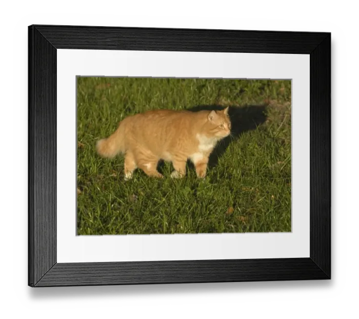 Framed Print : Orange tabby cat walking in the grass Florida backyard Framed Print : Orange tabby cat walking in the grass Florida backyard