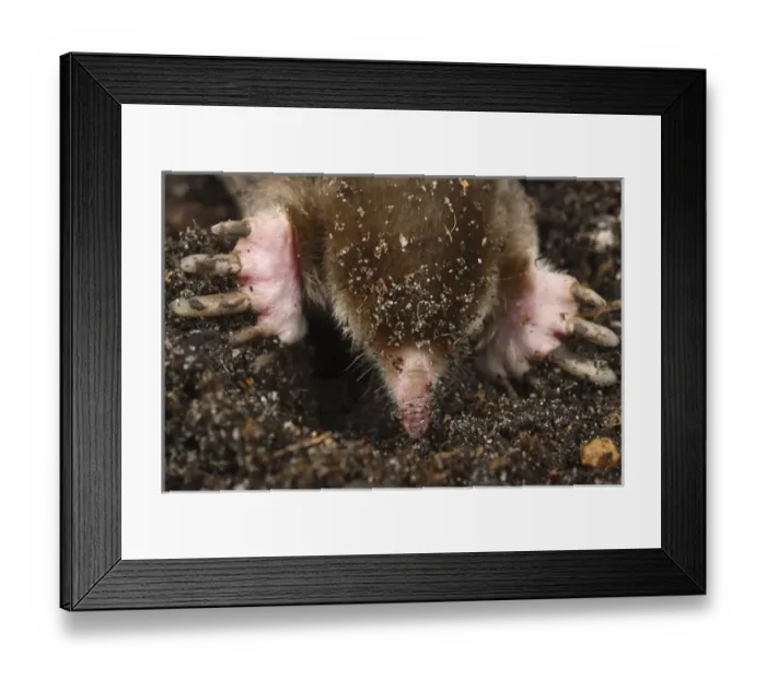 Framed Print : Eastern Mole searching for food Scalopus aquaticus Central Florida Framed Print : Eastern Mole searching for food Scalopus aquaticus Central Florida