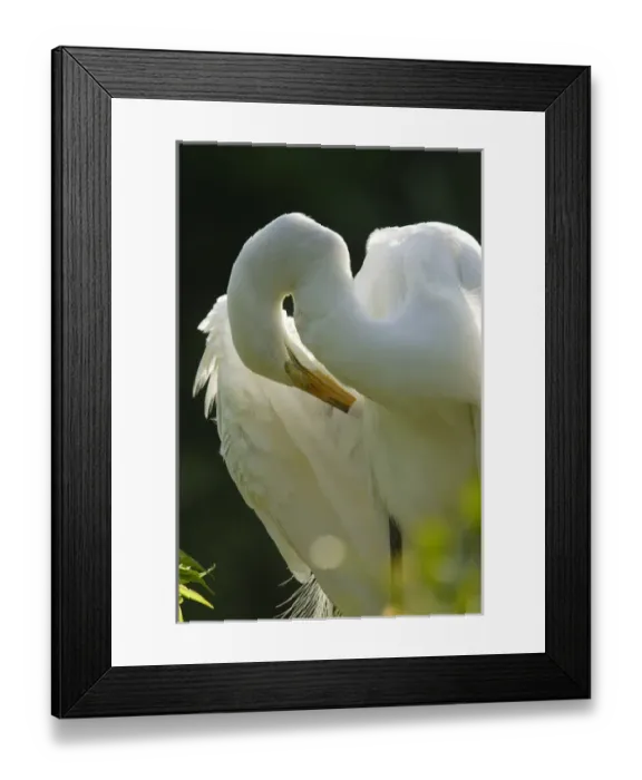 Framed Print : Great Egret preening on nest Ardea alba Alligator farm rookery, St. Augustine, FL Framed Print : Great Egret preening on nest Ardea alba Alligator farm rookery, St. Augustine, FL