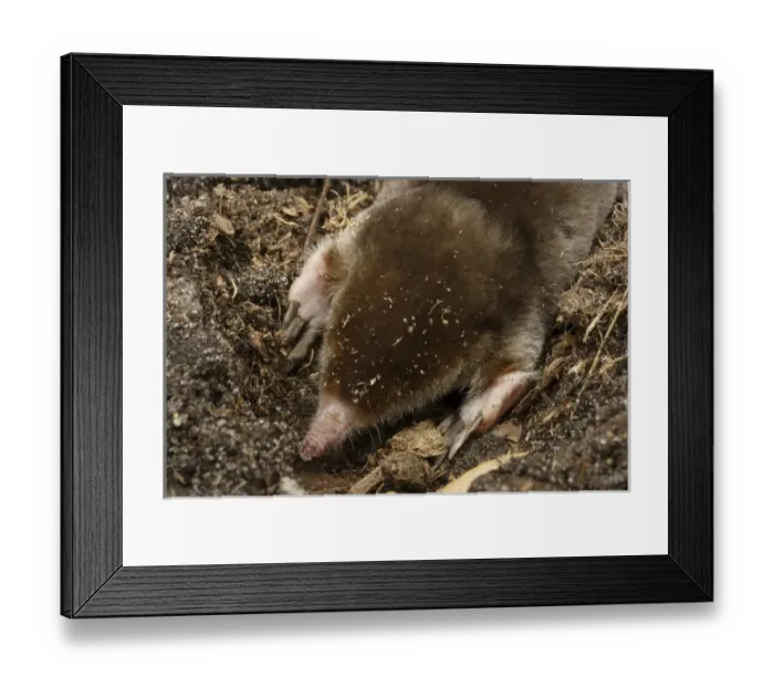 Framed Print : Eastern Mole searching for food Scalopus aquaticus Central Florida Framed Print : Eastern Mole searching for food Scalopus aquaticus Central Florida