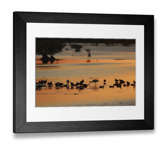 Framed Print : Merritt Island NWR at sunset Florida