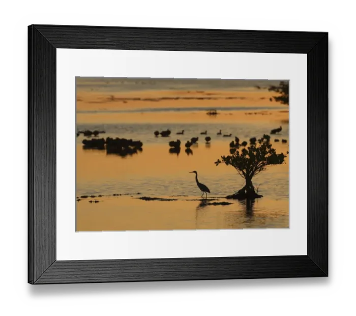 Framed Print : Great Blue Heron and water birds in mangroves at sunset Merritt Island NWR, Florida