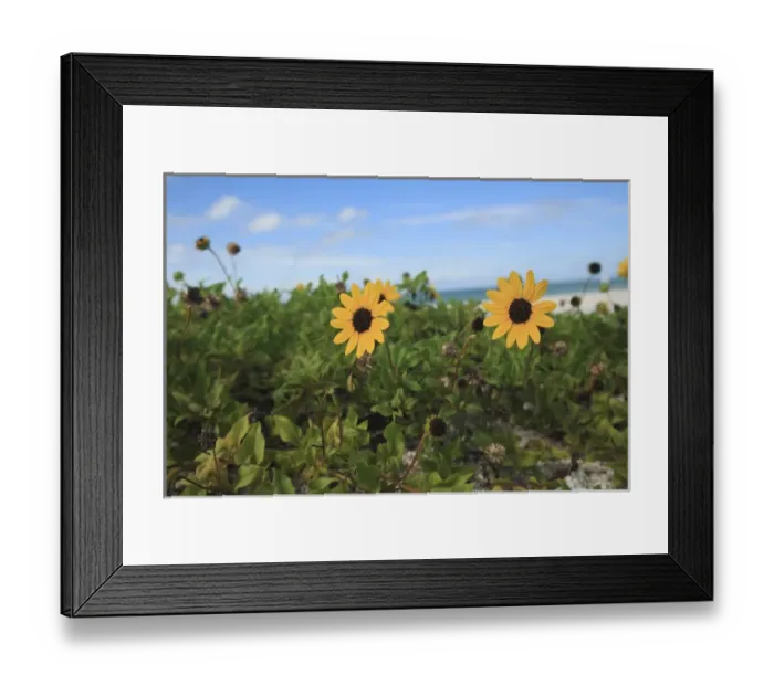 Framed Print : Beach Sunflower Helianthus debilis Captiva Island, Florida Framed Print : Beach Sunflower Helianthus debilis Captiva Island, Florida