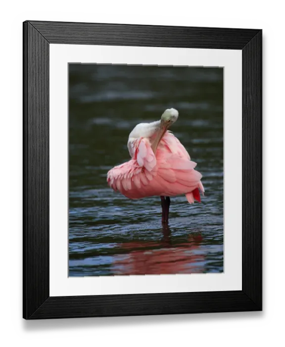 Framed Print : Immature Roseate Spoonbill preening Ajaia ajaja Ding Darling NWR, Florida