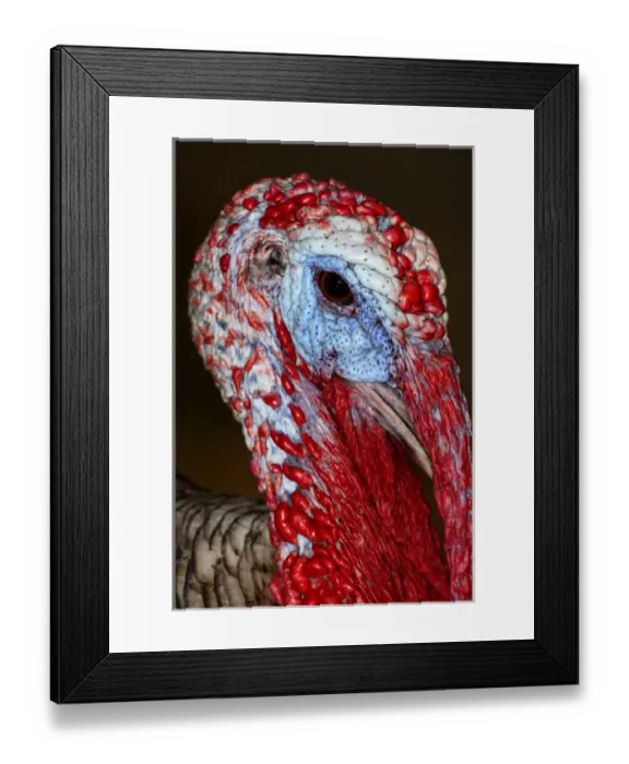 Framed Print : Domestic Turkey gobbler Framed Print : Domestic Turkey gobbler
